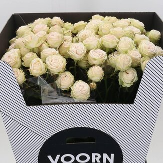 Freshy Spray rose “Galina” | Colour: White | Length ± 70 centimetre | Per 10 fresh flowers