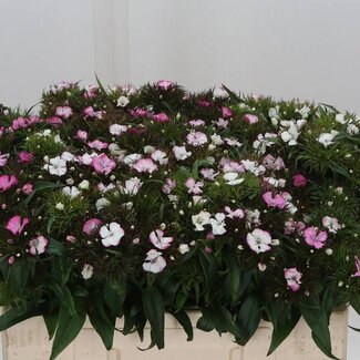 Freshy Marguerite “Barbarella R” | Couleur: Rose Blanc | Longueur ± 50 centimeter | Par 40 fleurs fraîches
