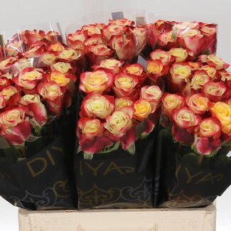 Freshy Roses “Eagle Eye” | Couleur: Rouge | Longueur ± 60 centimeter | Par 10 roses