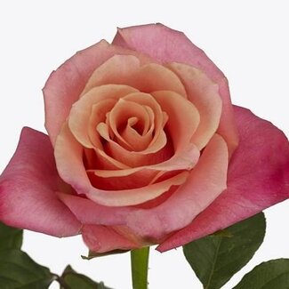 Freshy Rose grandiflore “Helene” | Couleur: Rose | Longueur ± 50 centimètre | Origine Équateur | Par 20 fleurs fraîches