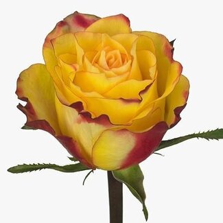Freshy Grootbloemige Roos “Newsflash” | Kleur: Geel | Lengte ± 40 centimeter | Herkomst Ecuador | Per 20 verse bloemen