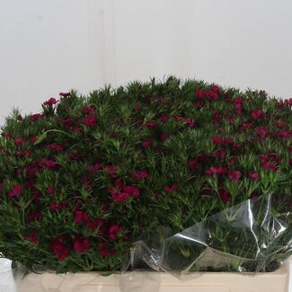 Freshy Gypsophile “Neon Cherry” | Couleur: Rouge | Longueur ± 52 centimeter | Par 50 fleurs fraîches