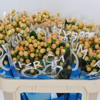 Freshy Hypericum “Coco Gelato” | Couleur: Brun | Longueur ± 70 centimeter | Par 20 tiges fraîches