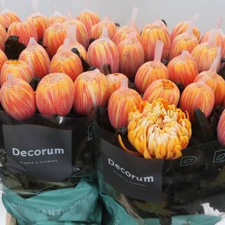 Freshy Déco Chrysanthème Chrysant “Antonov” Teinté Sunset | Couleur: Couleurs mélangées | Longueur ± 65 centimeter | Par 10 fleurs fraîches