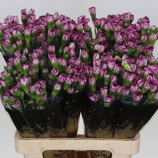 Freshy Spray carnation “Spectro” | Colour: Purple | Length ± 60 centimeter | Per 25 fresh flowers