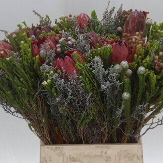Freshy Bouquet with Protea | Colour: Mixed Colours | Length ± 50 centimetre | Per 5 fresh flowers