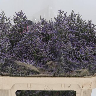Freshy Limonium “Skylight” | Kleur: Blauw | Lengte ± 70 centimeter | Per 25 stelen verse bloemen