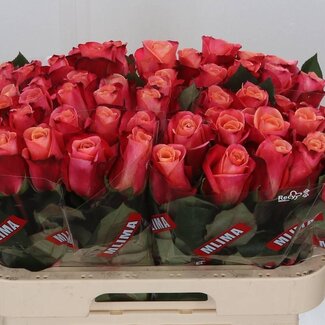 Freshy Roses “Helene” | Couleur: Rose | Longueur ± 60 centimeter | Par 10 roses