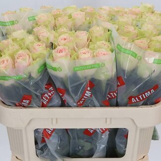 Freshy Roses “Frutetto” | Couleur: rose | Longueur ± 70 centimeter | Par 10 roses