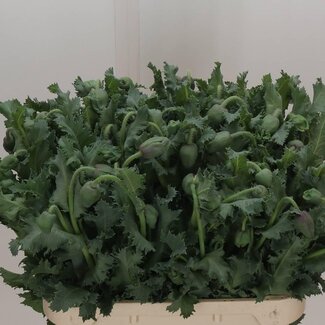 Freshy Papaver Orientale “Pizzicato” Biologique | Couleur: Couleurs mélangées | Longueur ± 80 centimeter | Par 10 fleurs fraîches