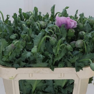 Freshy Papaver Orientale “Pizzicato” Biologisch | Farbe: Gemischte Farben | Länge ± 70 centimeter | Pro 10 frische Blumen