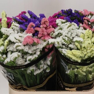 Freshy Limonium Statice Mélangé | Couleur: Couleurs mélangées | Longueur ± 80 centimeter | Par 25 tiges de fleurs fraîches