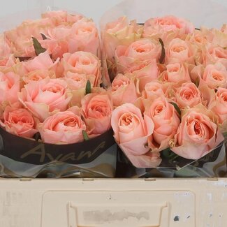 Freshy Roses “Charming Reeva” | Couleur: Rose | Longueur ± 50 centimeter | Par 10 roses