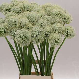 Freshy Allium Sierui “White Giant” | Couleur: Blanc | Longueur ± 85 centimeter | Par 10 tiges de fleurs fraîches