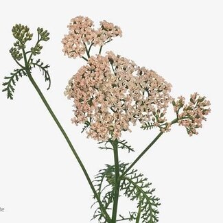 Freshy Achillea Millefolium “Anita Champagne” | Couleur: Rose | Longueur ± 70 centimeter | Par 20 fleurs fraîches