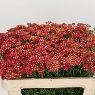Freshy Achillea Millefolium “Paprika” | Couleur: Rouge | Longueur ± 70 centimeter | Par 20 fleurs fraîches