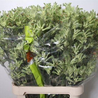 Freshy Anigozanthos Kangoeroepoot Autre | Couleur: Couleurs mélangées | Longueur ± 100 centimeter | Par 10 tiges de fleurs fraîches