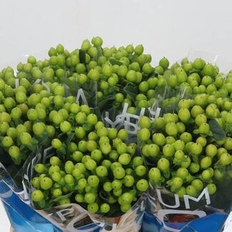 Freshy Hypericum “Coco Bamboo” | Couleur: Vert | Longueur ± 40 centimeter | Par 20 tiges fraîches