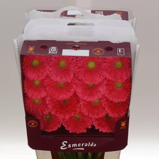 Freshy Gerbera Gr Aqua “Enrique” | Couleur: rose | Longueur ± 45 centimeter | Par 15 fleurs fraîches