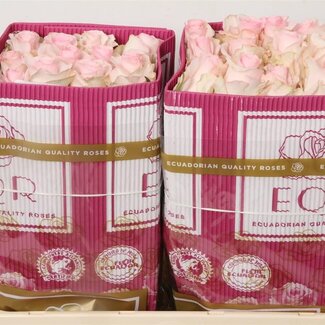 Freshy Rose à grandes fleurs “Nena” | Couleur: Rose | Longueur ± 50 centimeter | Origine Ecuador | Par 25 fleurs fraîches