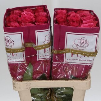Freshy Rose à grandes fleurs “Lola” | Couleur: Rose | Longueur ± 50 centimeter | Origine Ecuador | Par 25 fleurs fraîches