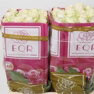 Freshy Grootbloemige Roos “Candlelight” | Kleur: Geel | Lengte ± 60 centimeter | Herkomst Ecuador | Per 20 verse bloemen