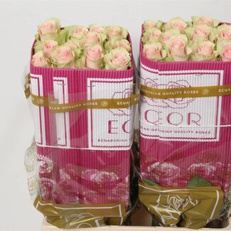 Freshy Grootbloemige Roos “Frutetto” | Kleur: Roze | Lengte ± 60 centimeter | Herkomst Ecuador | Per 25 verse bloemen