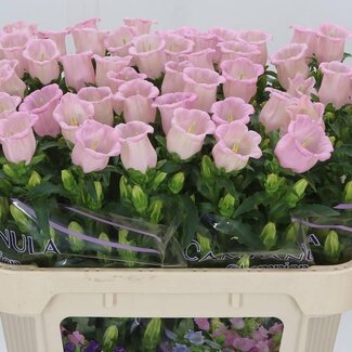 Freshy Campanula Medium “Cam Pearl Pink” | Kleur: Roze | Lengte ± 70 centimeter | Per 20 verse bloemen