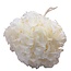 Bleached Hydrangea Hydrangea Preserved | Colour: White | Length ± 50 centimeter | Diameter 15 centimeter | Per stem
