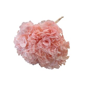 Casa Alegria Hydrangea Hortensia Preserved | Colour: Pink | Length ± 50 centimeter | Diameter 15 centimeter | Per stem
