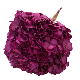 Casa Alegria Hortensie Hortensie Konserviert | Farbe: Kirschfarben | Länge ± 50 centimeter | Durchmesser 15 centimeter | Pro Stiel
