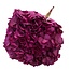 Hydrangea Hortensie Konserviert | Farbe: kirschfarben | Länge ± 50 centimeter | Durchmesser 15 centimeter | Pro Stiel