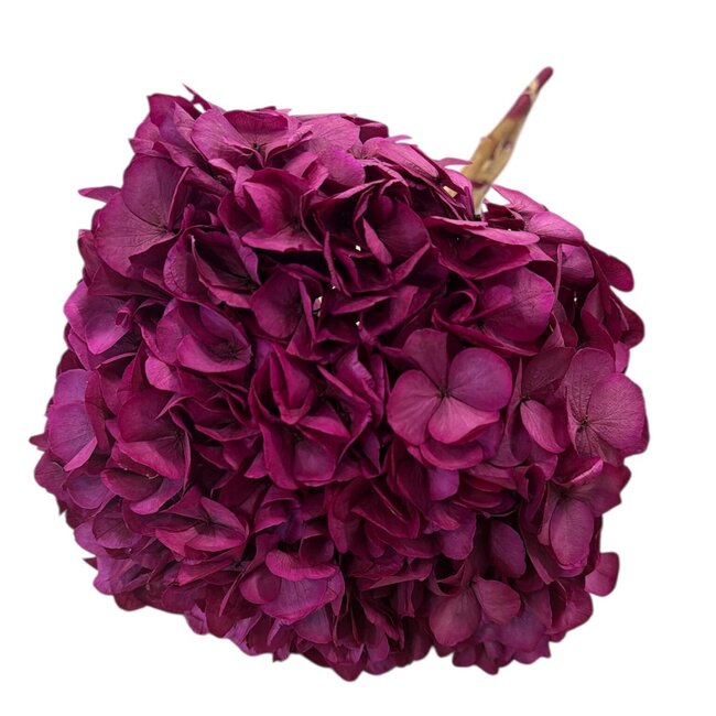Hydrangea Hortensia Preserved | Colour: Cherry-coloured | Length ± 50 centimetre | Diameter 15 centimetre | Per stem