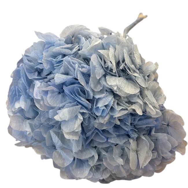Hydrangea Hortensie Konserviert | Farbe: Hellblau | Länge ± 50 centimeter | Durchmesser 15 centimeter | Pro Stiel