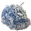 Hydrangea Hortensie Konserviert | Farbe: Hellblau | Länge ± 50 centimeter | Durchmesser 15 centimeter | Pro Stiel