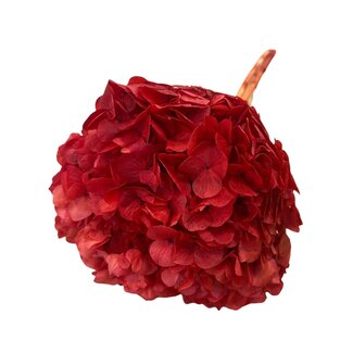 Casa Alegria Hydrangea Hortensia Gepreserveerd | Kleur: Rood | Lengte ± 50 centimeter | Diameter 15 centimeter | Per steel