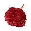 Hydrangea Hortensia Gepreserveerd | Kleur: Rood | Lengte ± 50 centimeter | Diameter 15 centimeter | Per steel