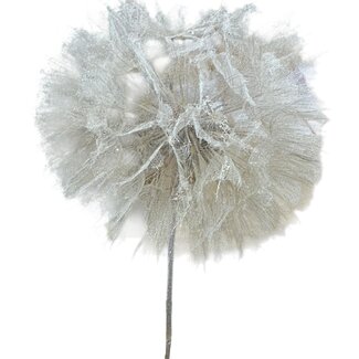 Dutch Dried Puste Flower Gepreserveerd | Kleur: Wit | Lengte ± 25 centimeter | Per steel | In Display Doos