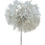 Puste Blume Konserviert | Farbe: Weiß | Länge ± 25 centimeter | Pro Stiel | In Display Box
