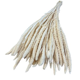 Dolce Vita Gedroogde Gebleekte Setaria Italica | Kleur: Wit | Lengte ± 65 centimeter | Gewicht 130 gram | Per bos