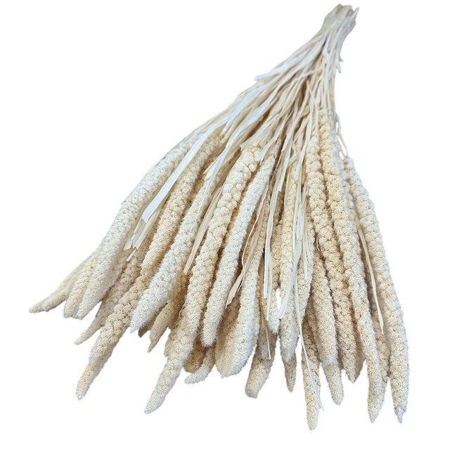 Gedroogde Gebleekte Setaria Italica | Kleur: Wit | Lengte ± 65 centimeter | Gewicht 130 gram | Per bos