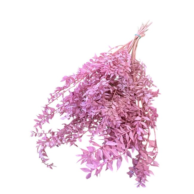 Gedroogde Ruscus Muizendoorn | Kleur: Donkerroze | Lengte ± 70 centimeter | Gewicht 100 gram | Per bos