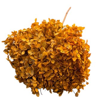 Casa Alegria Hydrangea Hydrangea Preserved | Colour: Orange | Length ± 70 centimetre | Per stem