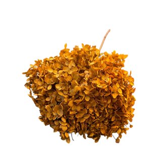 Casa Alegria Hydrangea Hortensia Gepreserveerd | Kleur: Oranje | Lengte ± 70 centimeter | Per steel