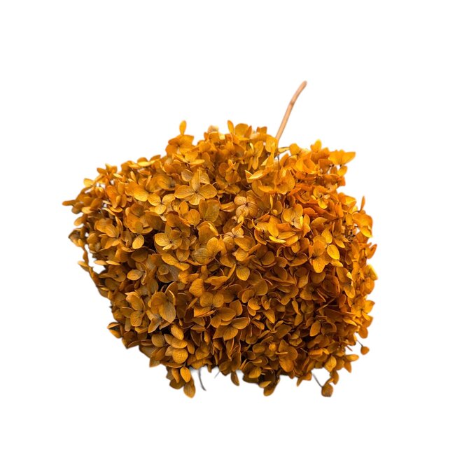 Hydrangea Hortensia Gepreserveerd | Kleur: Oranje | Lengte ± 70 centimeter | Per steel