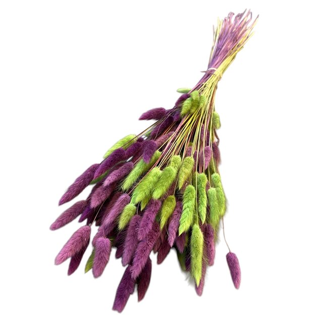 Lagurus Hare's-tail Bouquet “Lilac Lime” | Colour: Lilac Lime green | Length ± 70 centimeter | Weight 100 gram | Per bouquet