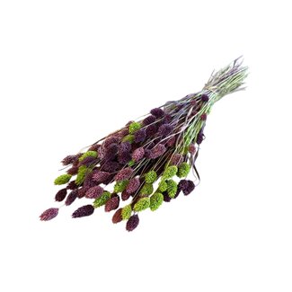 Casa Alegria Phalaris Strauß “Lila Lime” | Farbe: Lime Grün | Länge ± 65 centimeter | Gewicht 150 gram | Pro Strauß