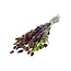 Phalaris Bouquet “Lilac Lime” | Colour: Lime Green | Length ± 65 centimeter | Weight 150 gram | Per bouquet