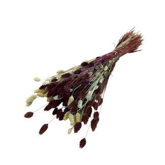 Casa Alegria Phalaris Boeket “Bordeaux Natural” | Kleur: Bordeaux | Lengte ± 65 centimeter | Gewicht 150 gram | Per boeket