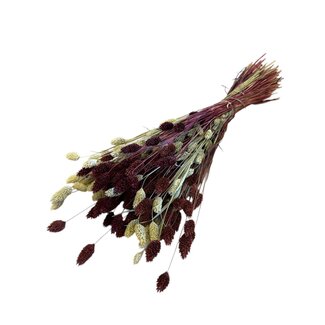 Casa Alegria Phalaris Bouquet “Bordeaux Natural” | Colour: Bordeaux | Length ± 65 centimetre | Weight 150 gram | Per bouquet
